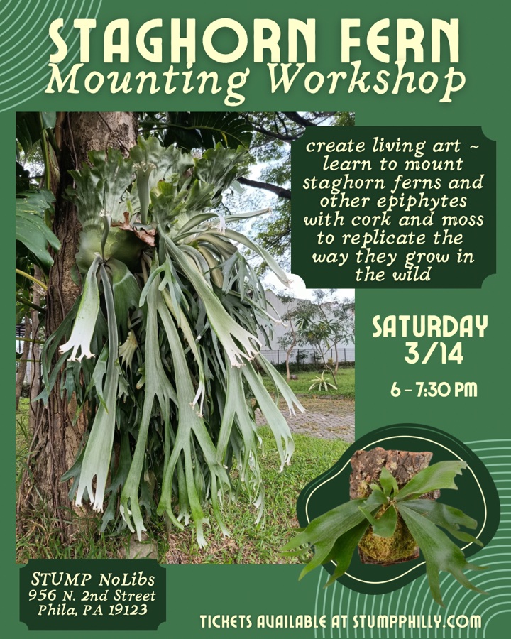Staghorn Fern Mounting Workshop