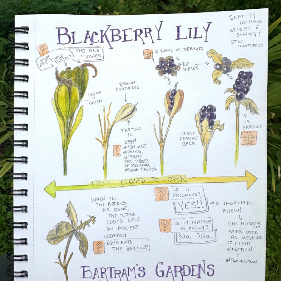 Noticing Nature in The Neighborhood