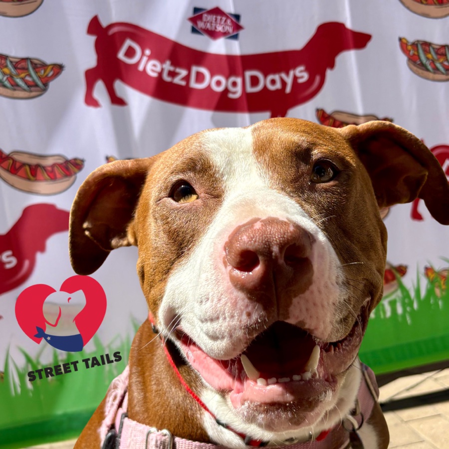 3rd Annual Dietz Dog Days