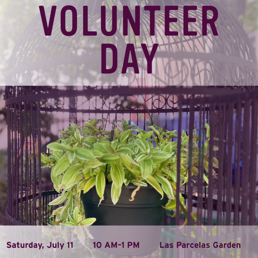 Volunteer Day