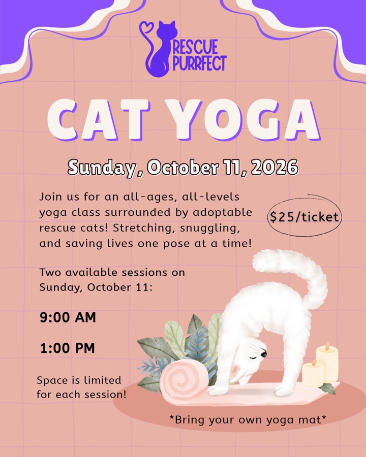 Rescue Cat Yoga