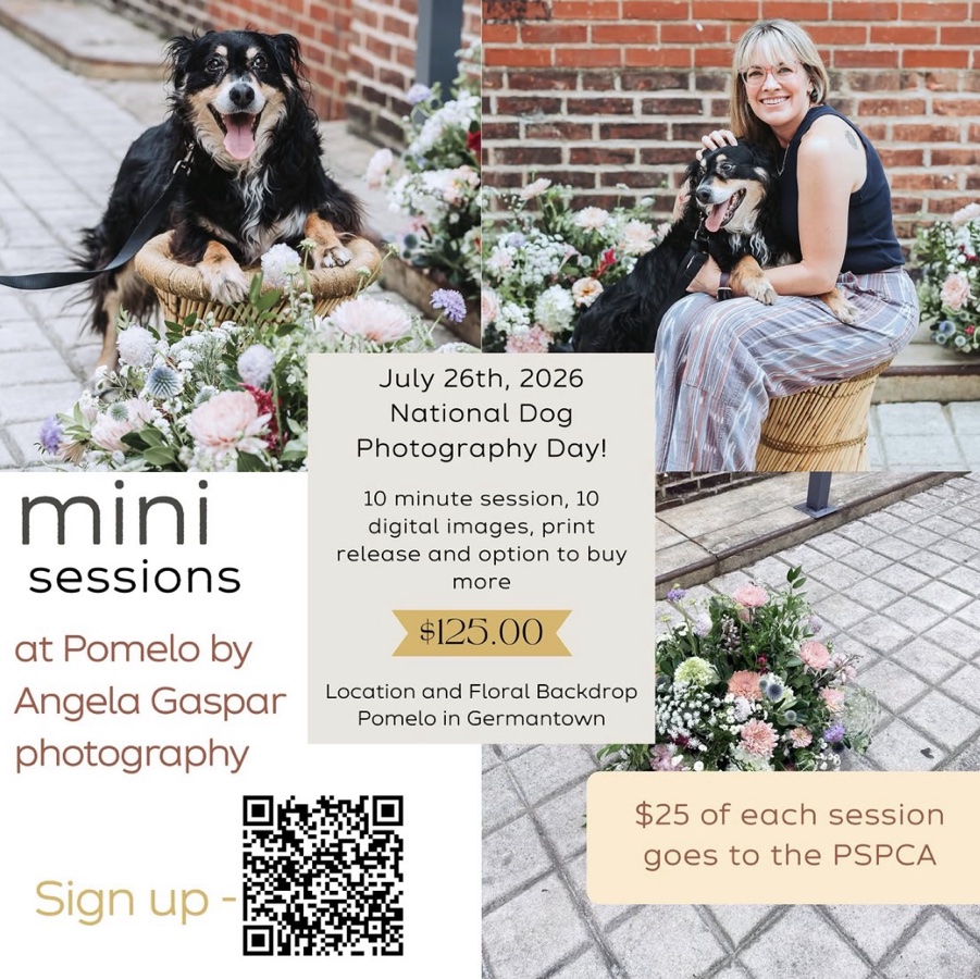 10 min Dog Portrait mini-sessions