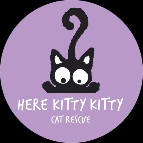 Here Kitty Kitty Cat Rescue