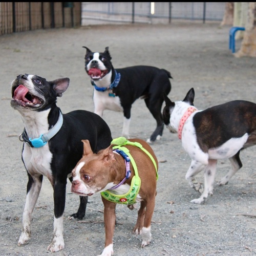 Philly Boston Terriers